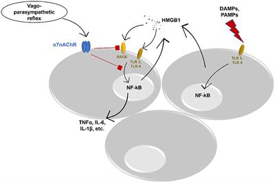 HMGB1: A Potential Target of Nervus Vagus Stimulation in Pediatric SARS-CoV-2-Induced ALI/ARDS